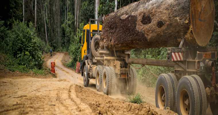 US imports of Vietnamese wood grew by 7% in December