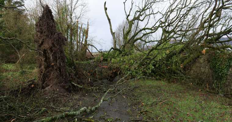 Irish timber industry seeks government aid after storm &Eacute;owyn devastation