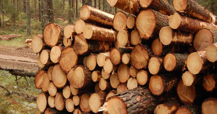 Finnish timber buyers increase roundwood purchases by 20% in January