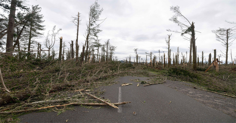 Forestry sector's uncertain future as Cyclone Gabrielle wrecked New Zealand's East Coast