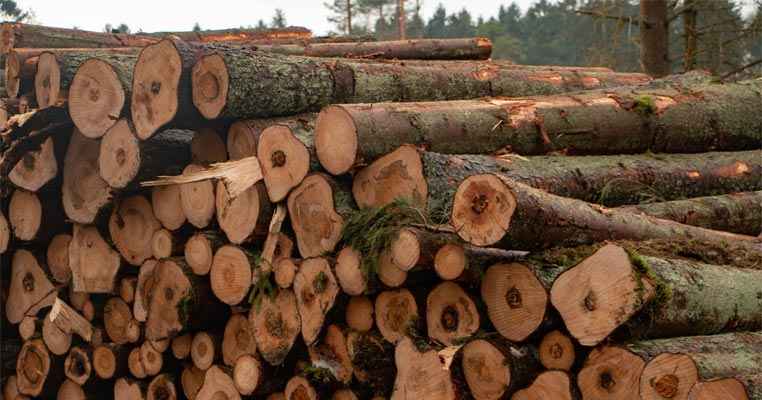 Russia cuts Roundwood imports to China by 65% in 2022
