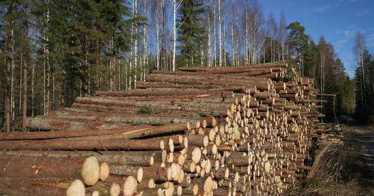 Finland's forest industry declined wood consumption by 10% in 2022