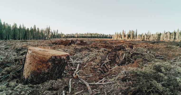 EU adopted a new rule to decrease deforestation worldwide