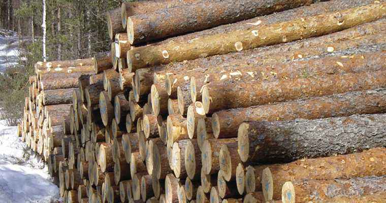 Finland's Roundwood trade grew by 66% in January-May