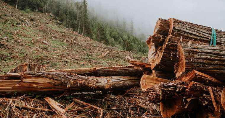 BC launched forest management rules, adding transparency to requirements