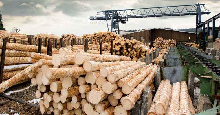 Chinese log imports need diversification as imports halved in Q3