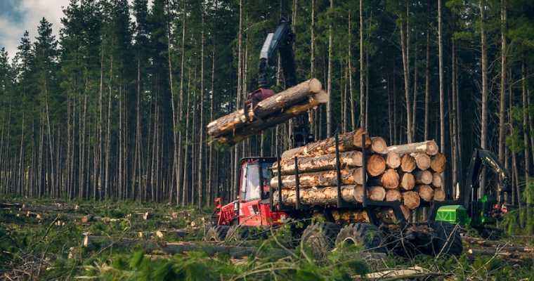 Australian softwood log export prices fell by 29.3% in May