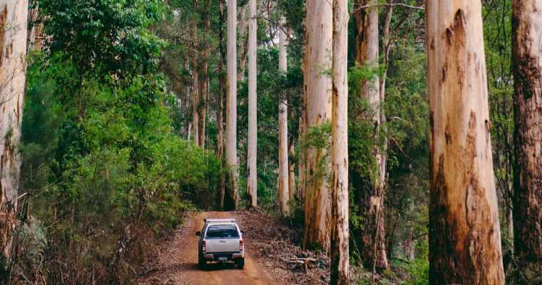 WA forestry in crisis as the government fails to supply timber to businesses