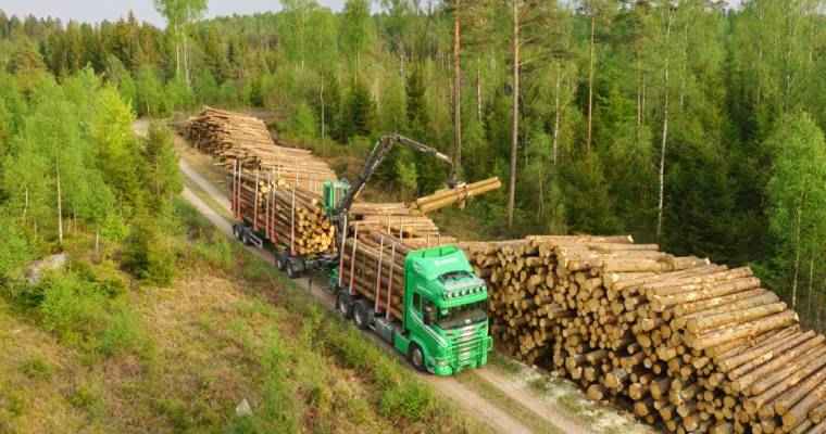 S&ouml;dra raises rates for Spruce and Pine timber