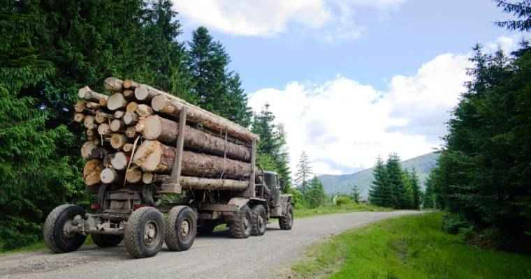 Finnish logging volumes saw a 7% drop in January-September