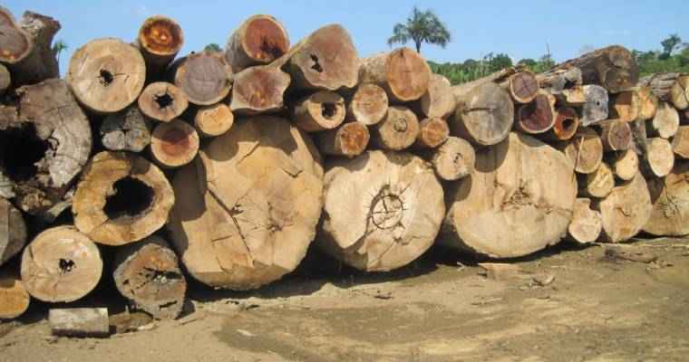 September saw a drop of 24% in Brazilian wood-based product exports