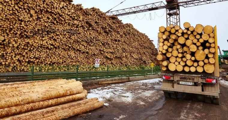 Dwindling Chinese log orders drove New Zealand's shift to Indian exports
