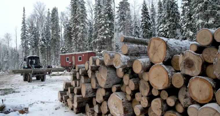 Russian crackdown reveals large-scale timber scam within military