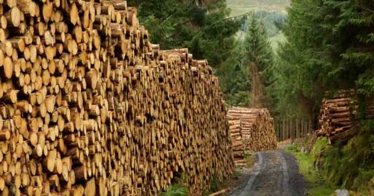 Finland's 2023 timber trade sees decline in the first 8 months