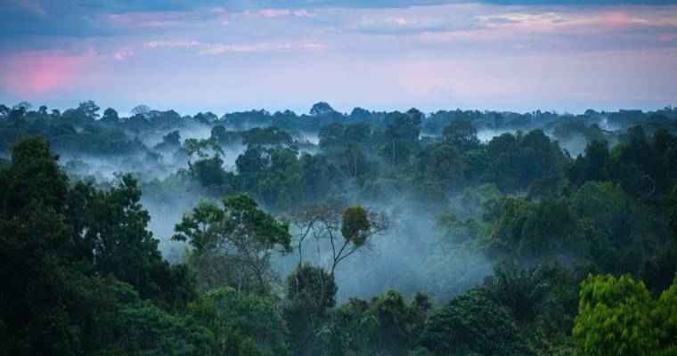 Brazil launches comprehensive forest expansion strategy