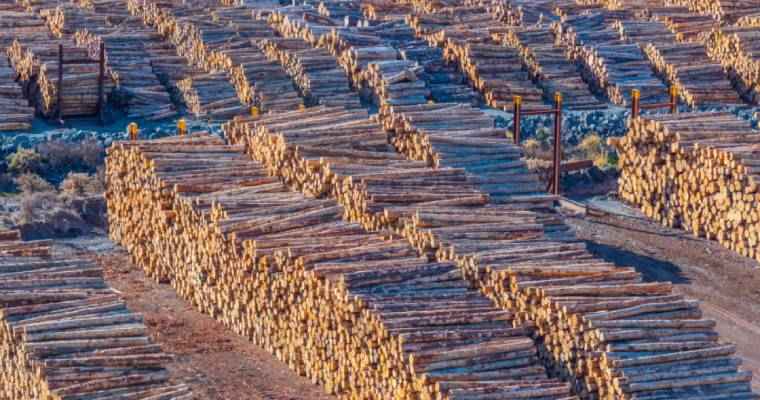 New Zealand log export prices stand strong as sales to China soar