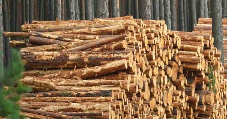 Ukraine's invasion halved the Russian lumber export prices