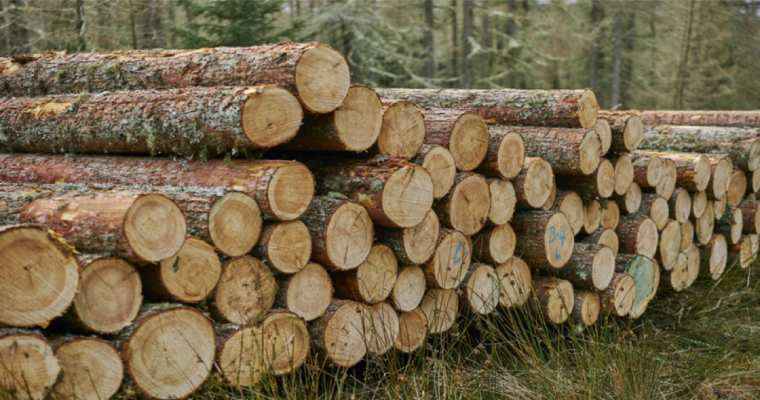 UK unveils new strategy to boost timber usage in construction