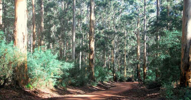 Western Australia unveils forest management plan for 2024&ndash;33
