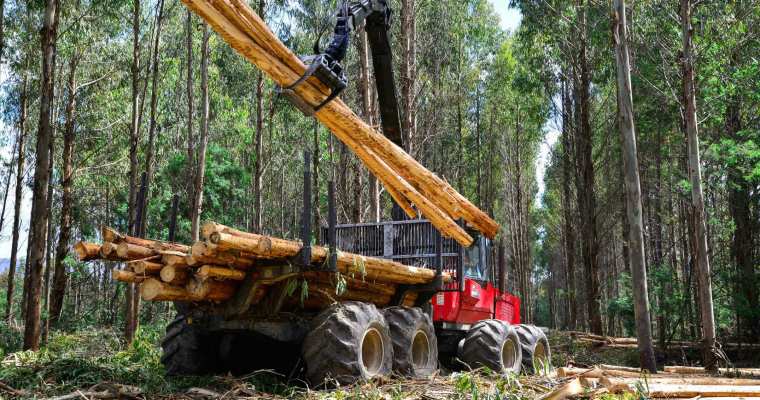 Australian timber producers obtain federal grants for forest plantation expansion