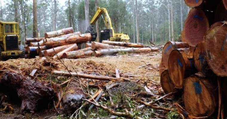 Western Australia halted native logging from January 1st