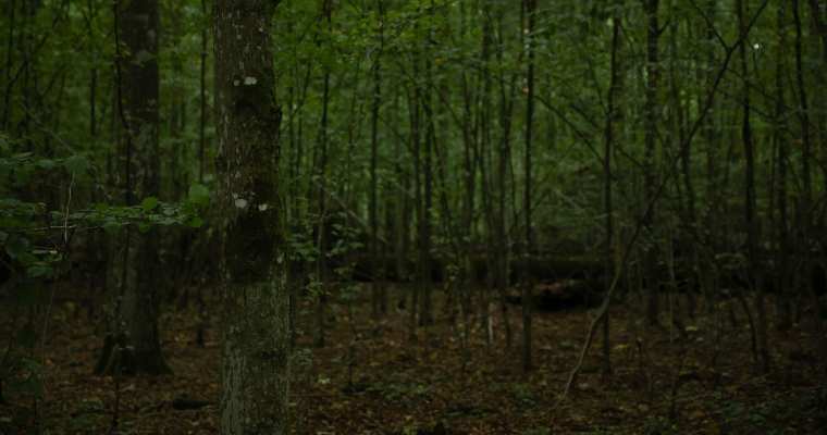 Poland puts an end to logging in oldest forests