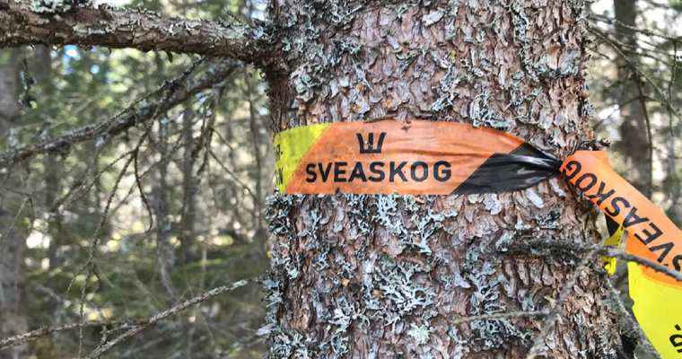 Sweden's forest owner, Sveaskog raises timber prices