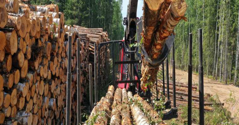 Belarus bypassed EU sanctions by smuggling timber via Poland with fake papers