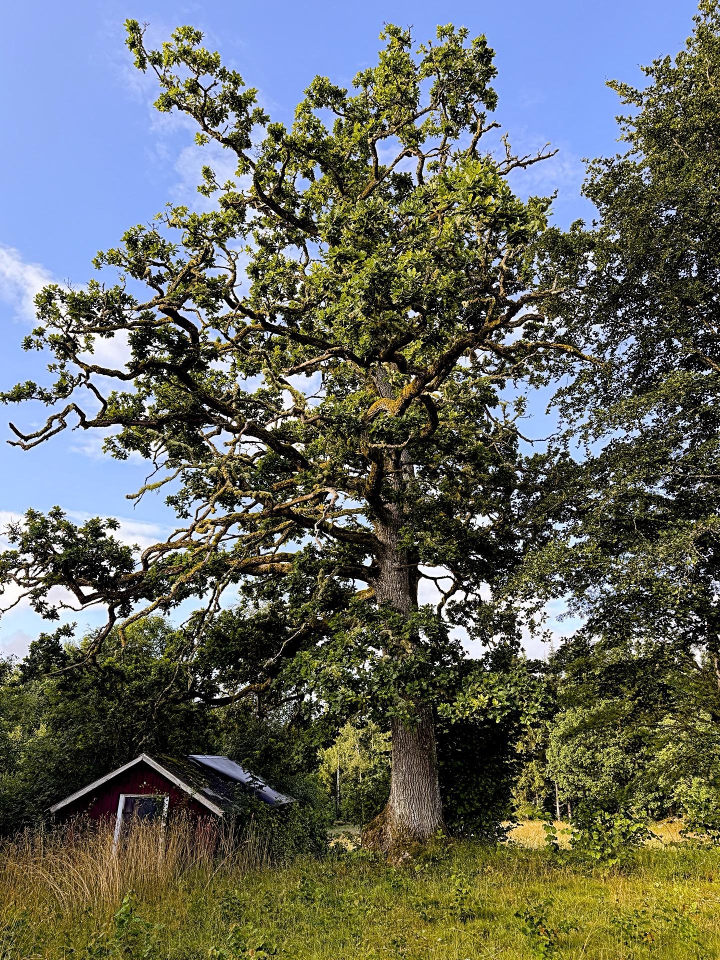 A tree near a small cabin in Sweden, directly in front of our house - reminding me on Yggdrasil.