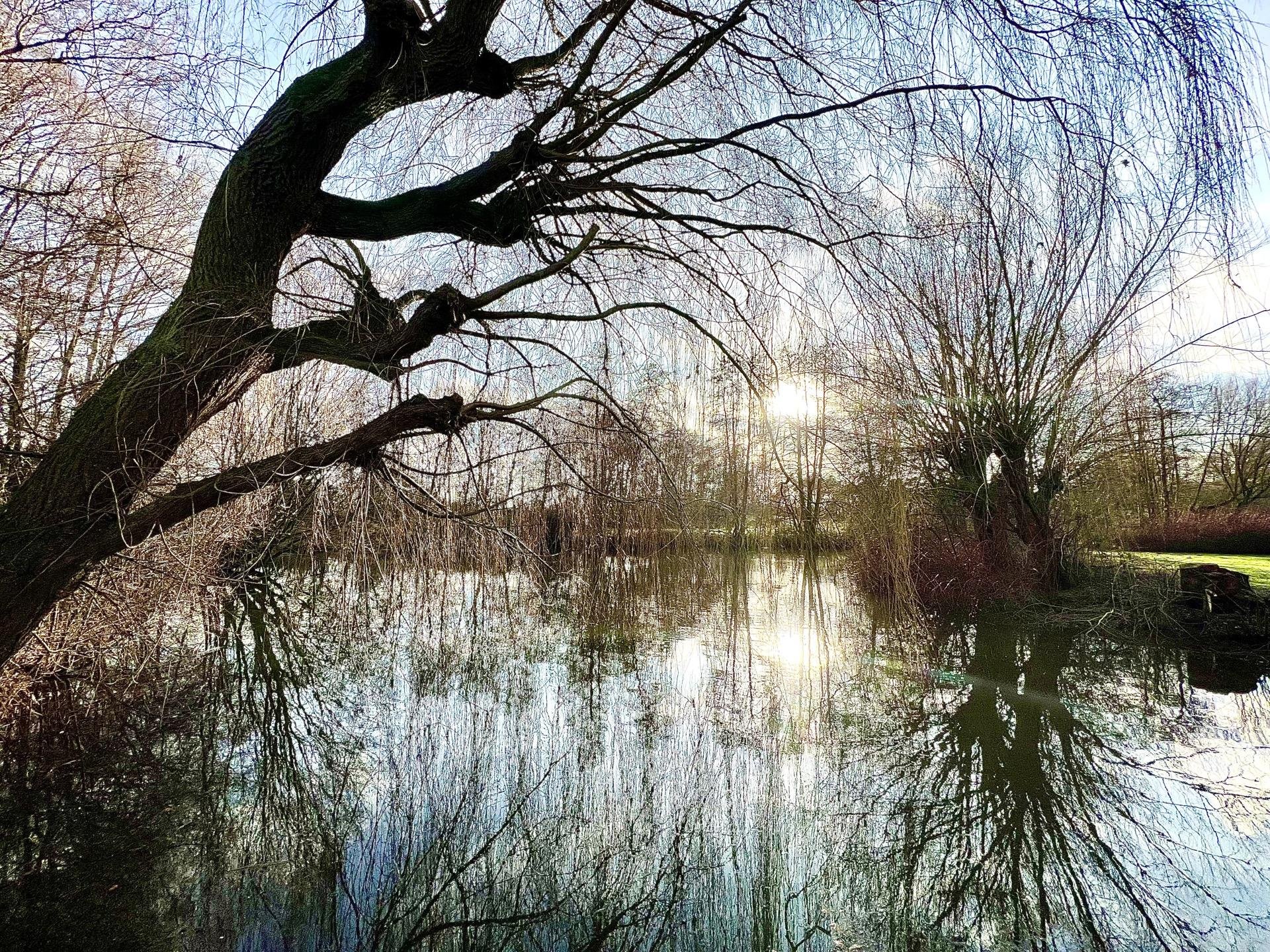 Sunlight filters through a woodland scene showing bare trees with intricate branches, some arching over a tranquil pond. The reflections of the trees and sky are visible in the water's smooth surface, adding depth to the scene. Bright spots of the sun create a glare on the pond, enhancing the serene and natural setting.