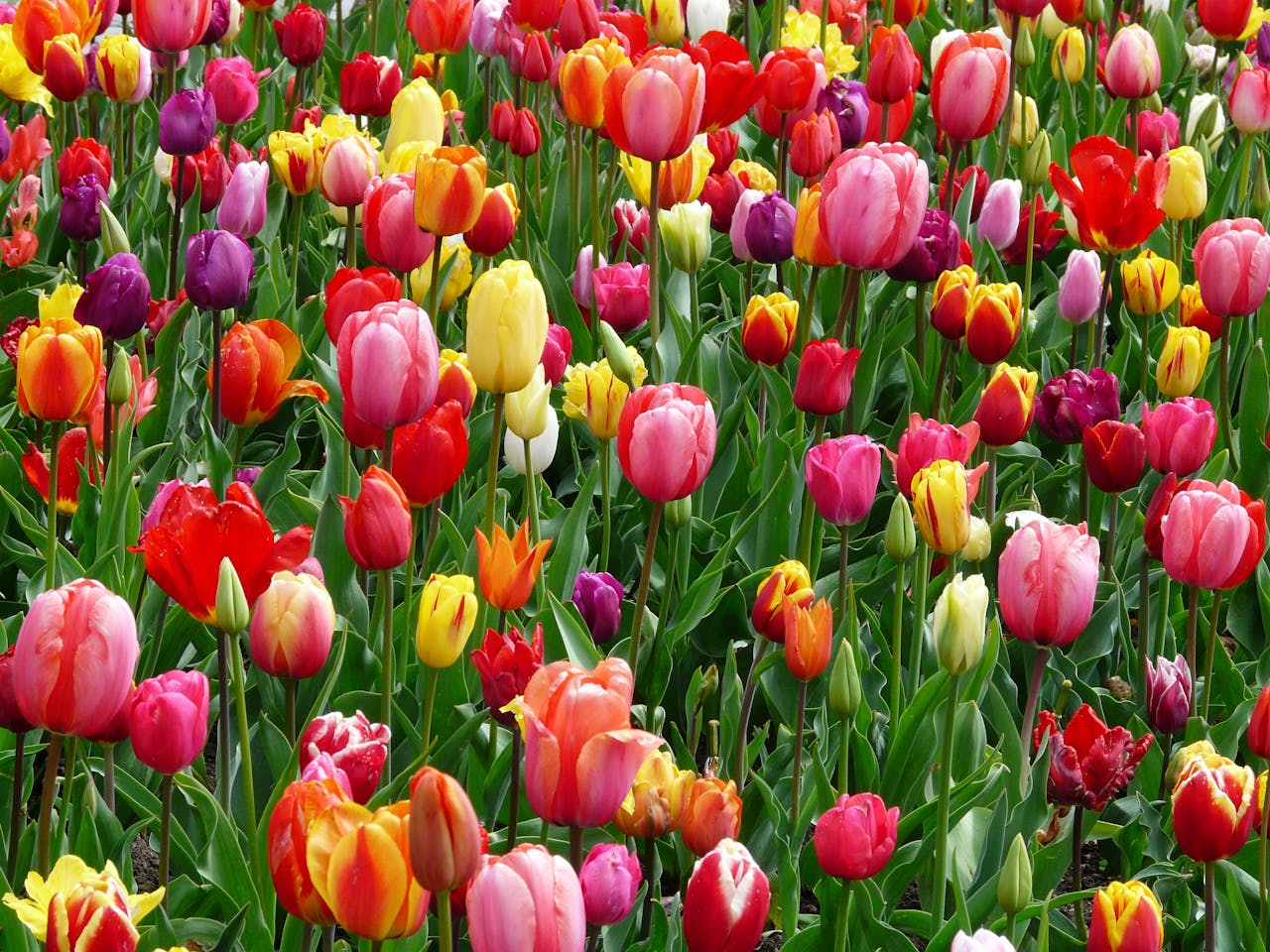 Colorful flowers