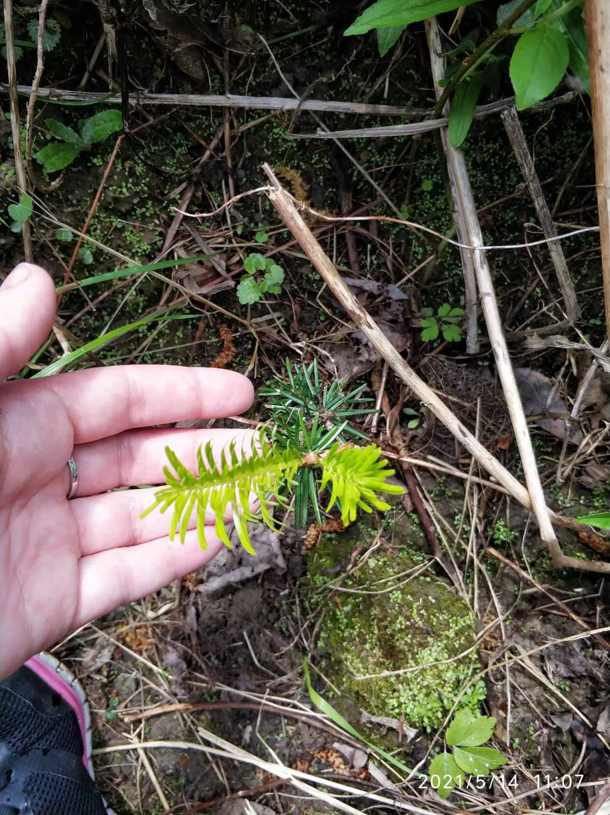 Поєднання науки і практики при підготовці фахівців спеціальності «Лісове господарство»