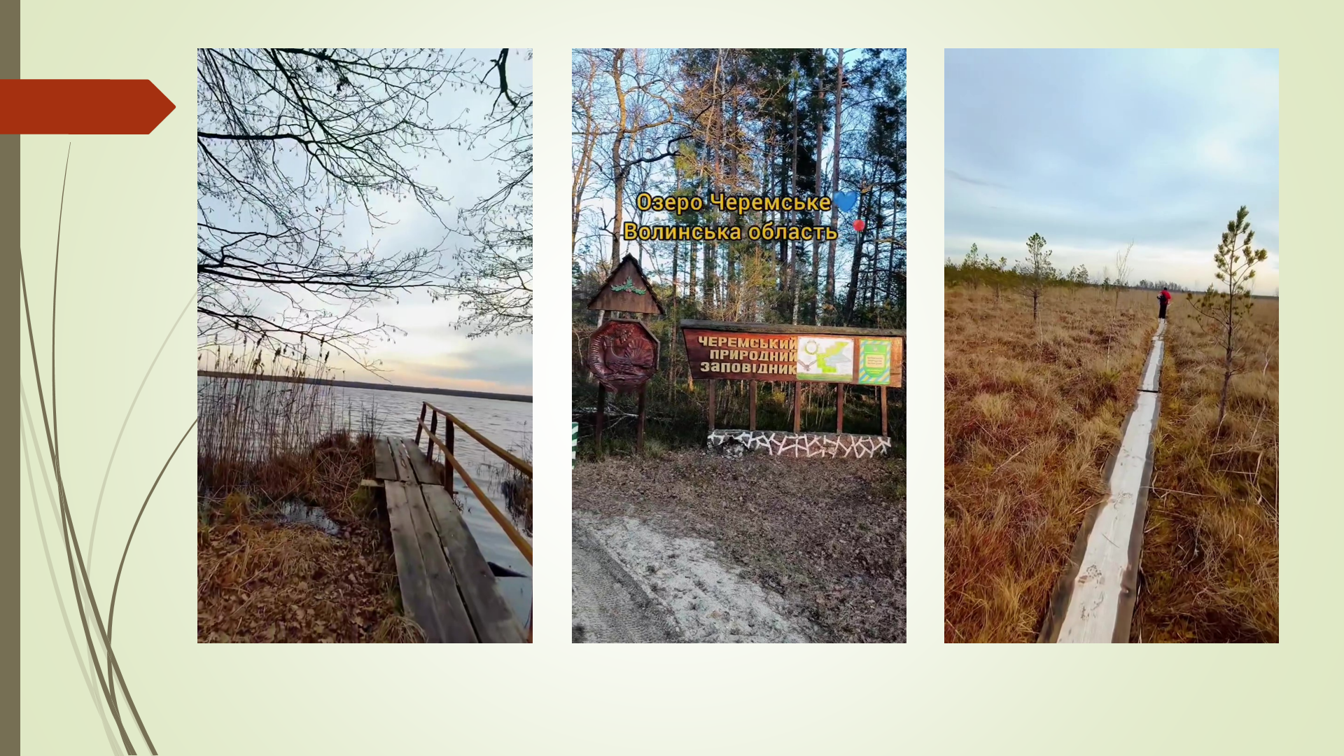 Черемський природний заповідник: досвід вивчення орнітофауни