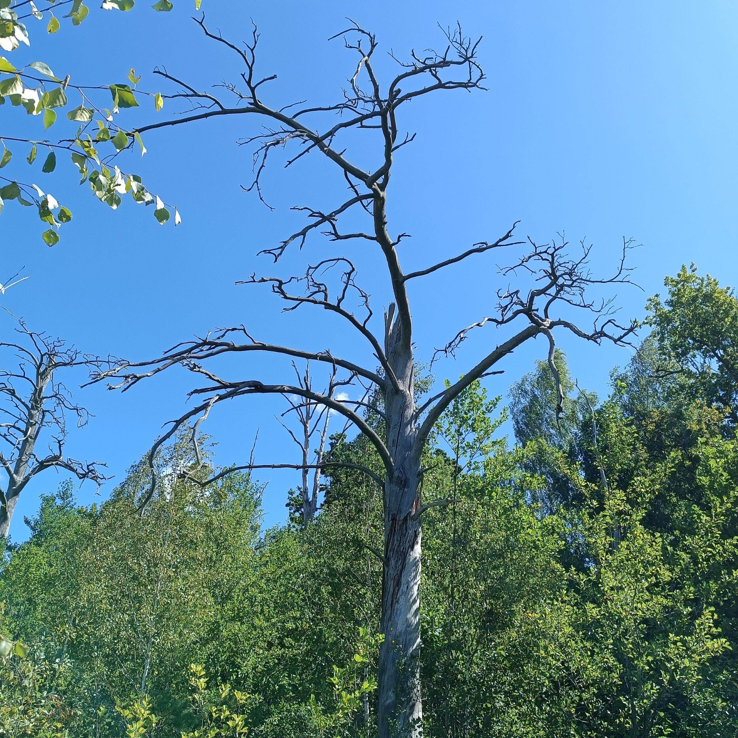 Черемський