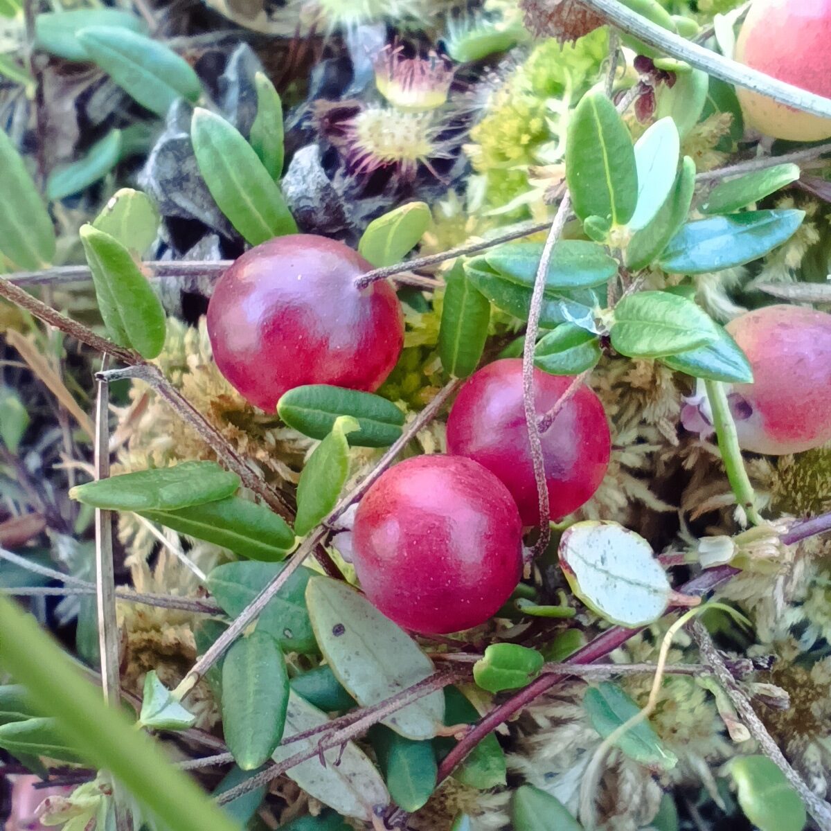 Черемський