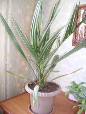 Финиковая пальма