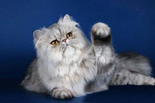 Персидская кошка