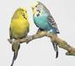 Волнистый попугай / Melopsittacus undulatus