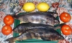 Терпуг
