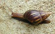 Улитка Achatina fulica