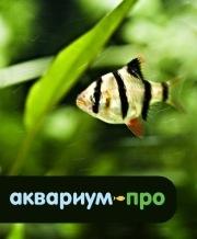 Аквариумная компания Аквариум-Про, Москва