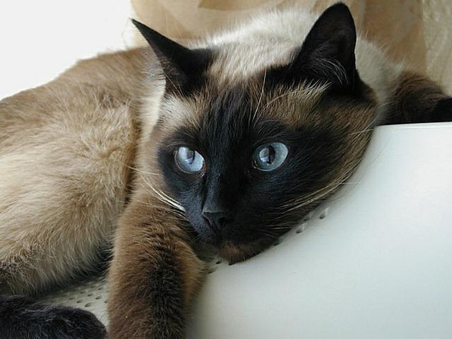 Коты и кошки