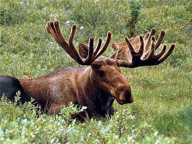 Лось