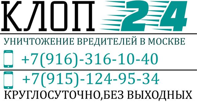 Клоп 24, Москва