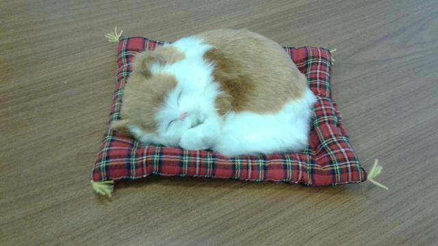 Sleeping Pets" / "Спящие животные