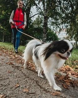 Гульдог: выгул, передержка, няня для собак