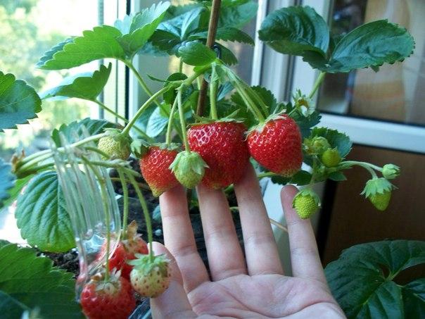 Giantelica