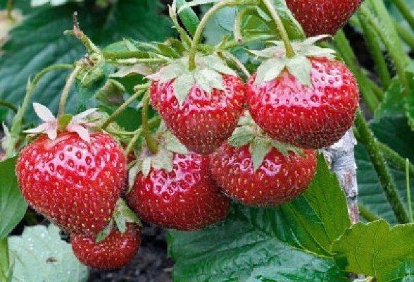 Источник витаминов