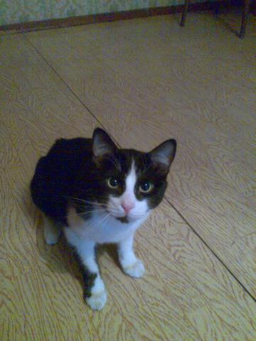 Коту не нравится + вызывает сомнение качество корма.