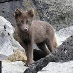 Очень красивая, мягкая и пушистая маленьная собачка.